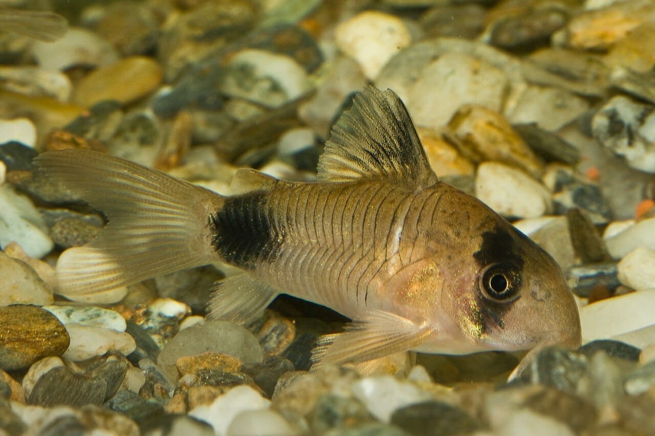 Panda Corydoras — Corydoras panda