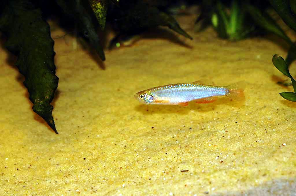 Pearl Danio — Danio albolineatus