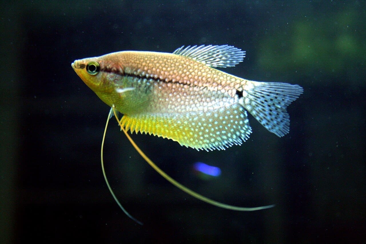 Pearl Gourami — Trichopodus leerii