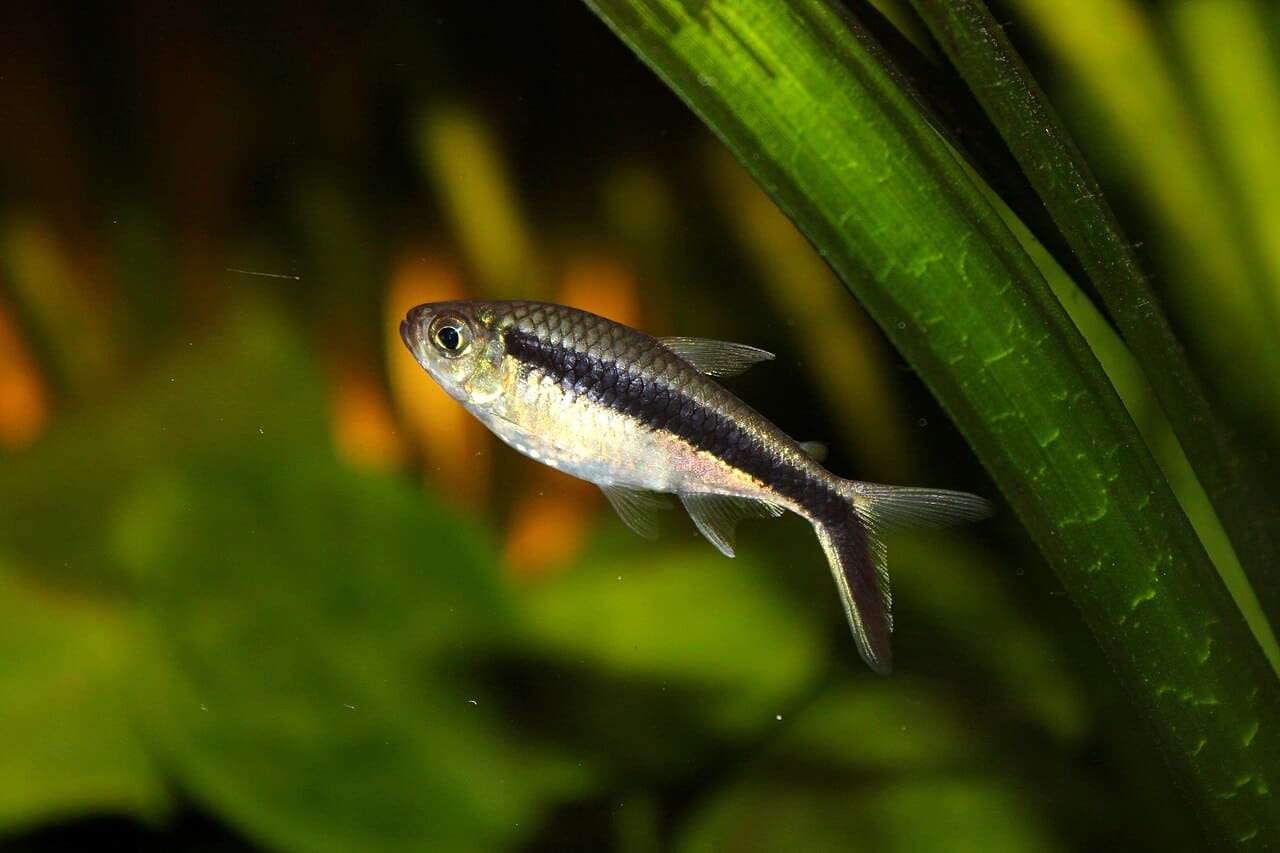 Penguin Tetra — Thayeria boehlkei