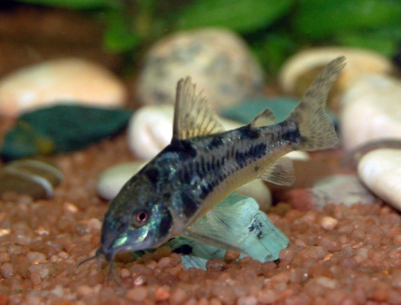Peppered Corydoras — Corydoras paleatus