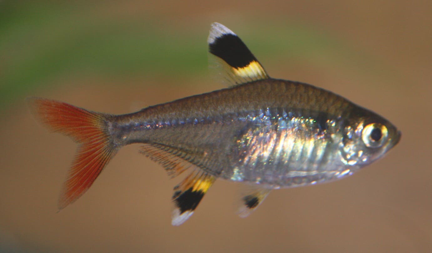 X-ray Tetra — Pristella maxillaris
