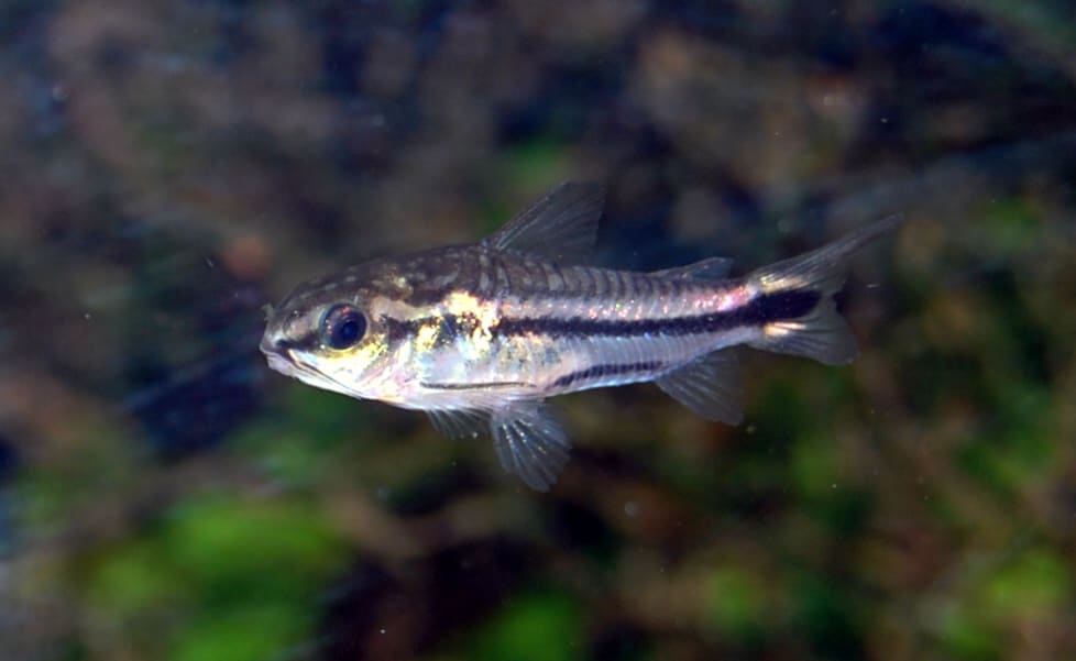 Pygmy Corydoras — Corydoras pygmaeus
