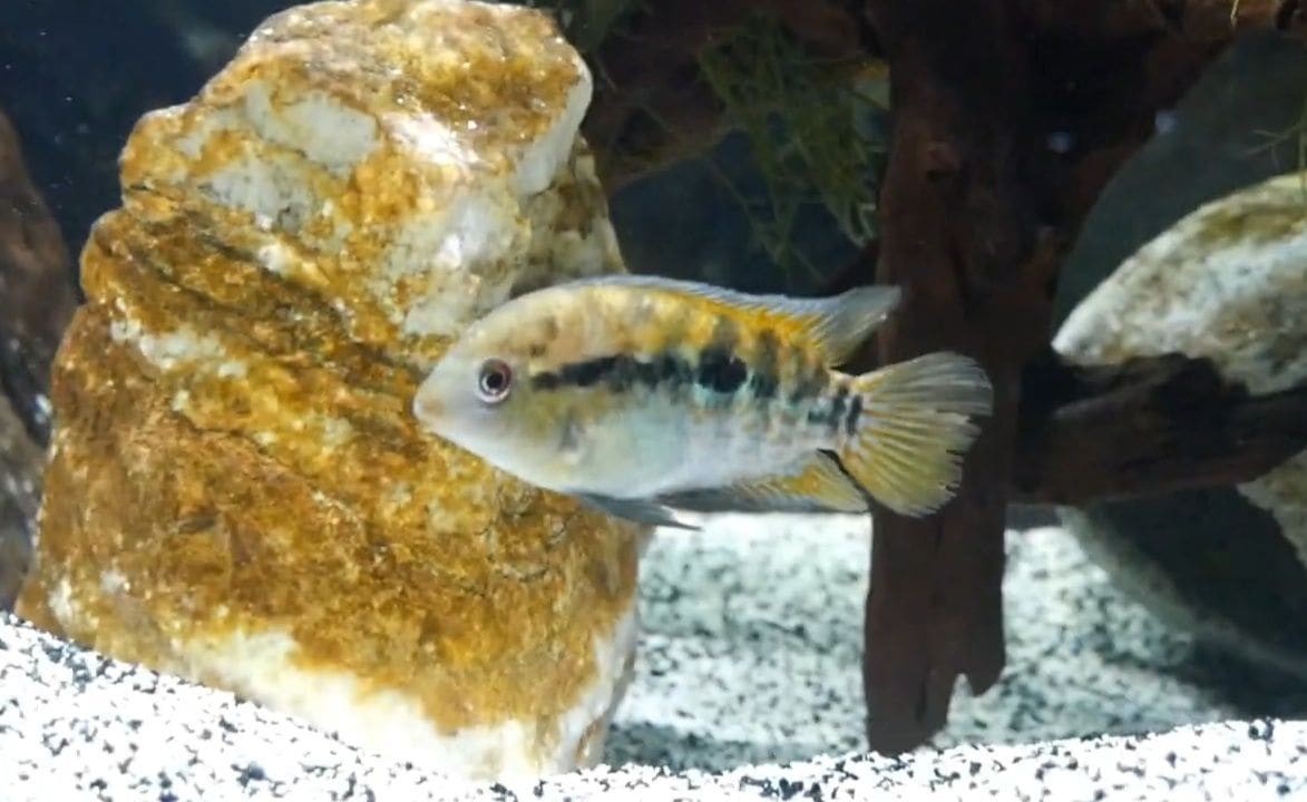 Rainbow Cichlid — Herotilapia multispinosa