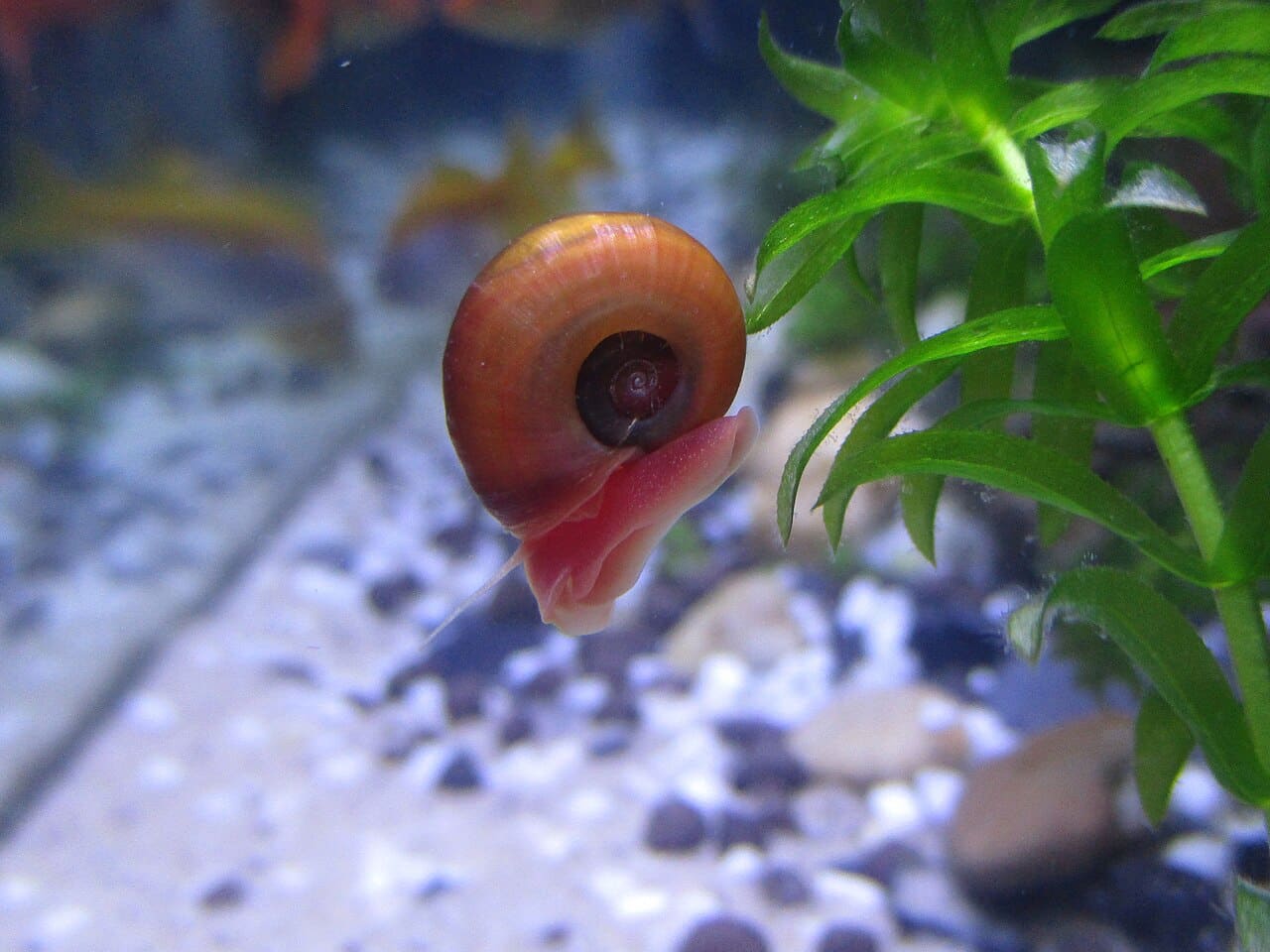 Ramshorn Snail — Planorbella duryi