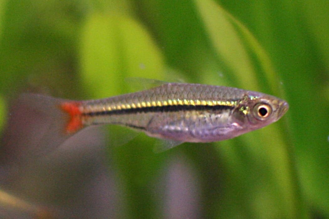 Blackline Rasbora — Rasbora borapetensis