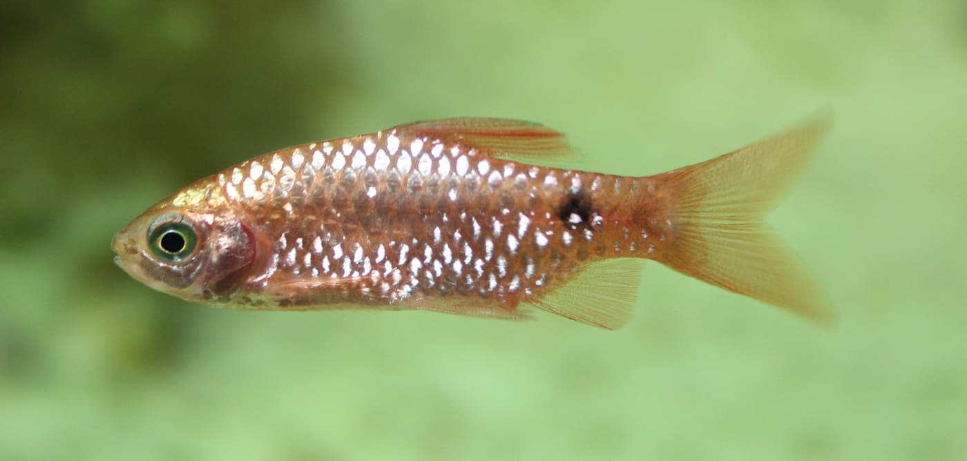 Rosy Barb — Pethia conchonius