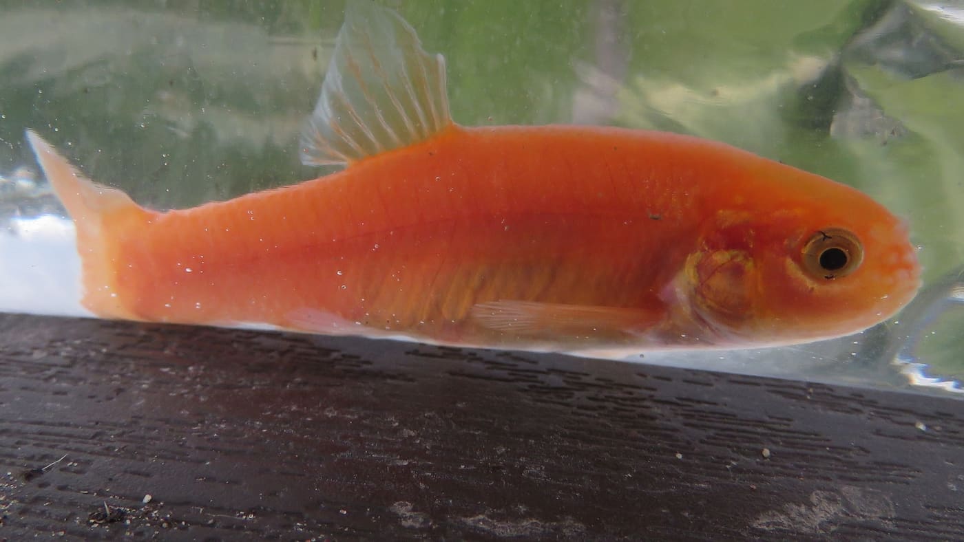 Rosy Red Minnow — Pimephales promelas
