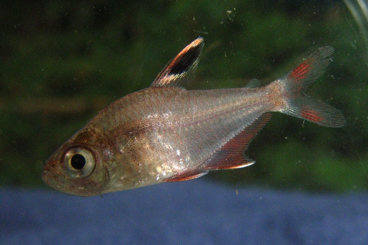 Rosy Tetra — Hyphessobrycon rosaceus