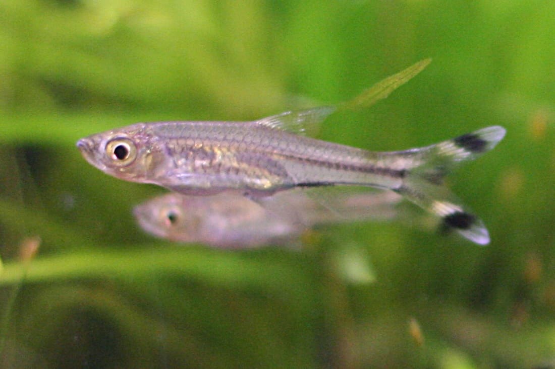Scissortail Rasbora — Rasbora trilineata
