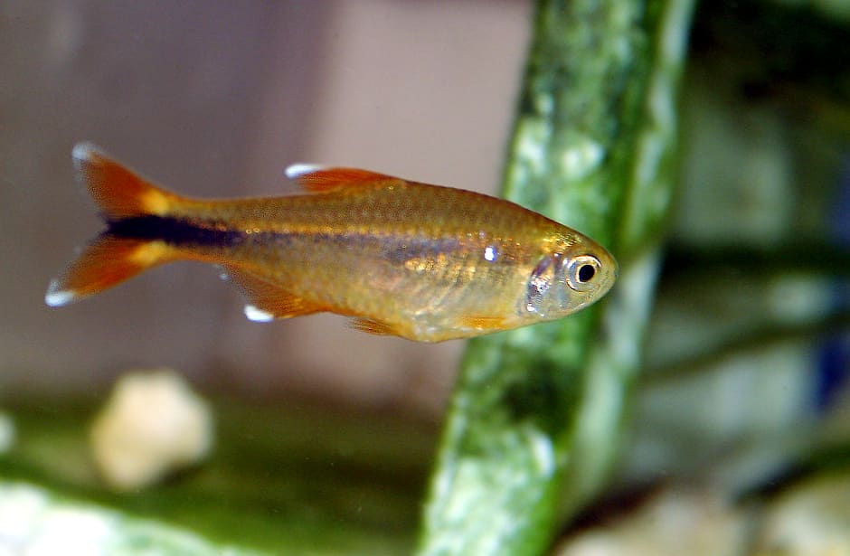 Silver Tip Tetra — Hasemania nana