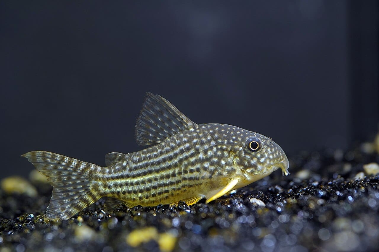Sterbai Corydoras — Corydoras sterbai
