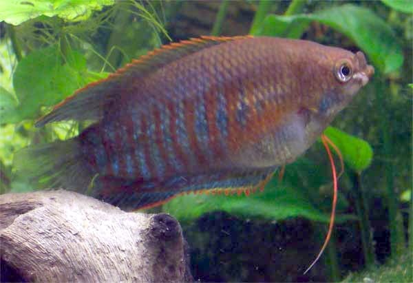 Thick-lipped Gourami — Trichogaster labiosa