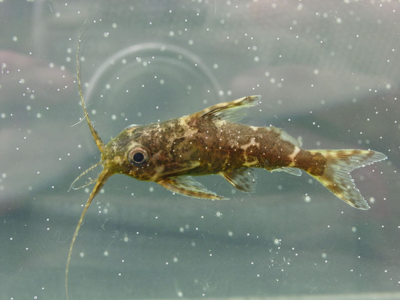 Upside-down Catfish — Synodontis nigriventris