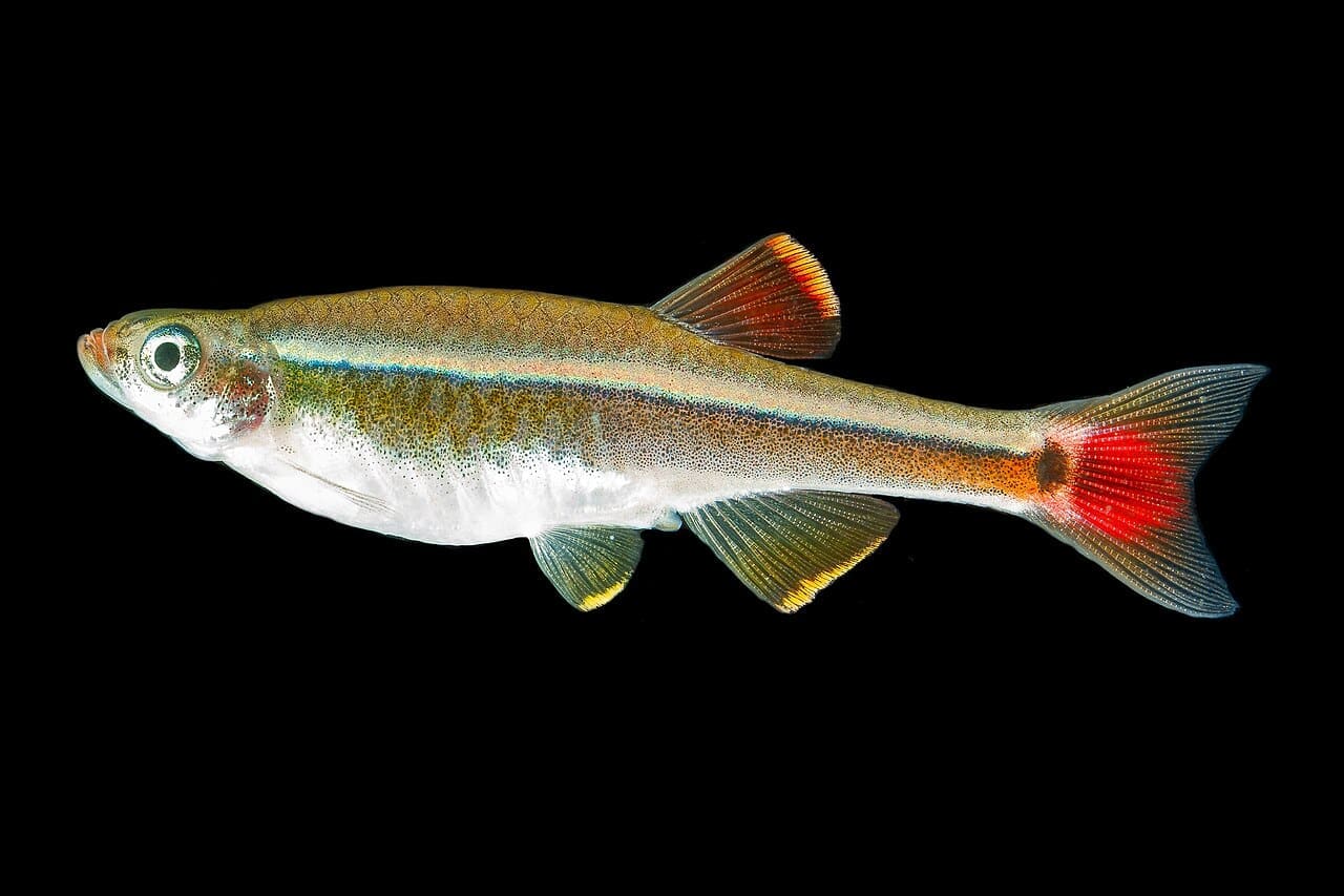 White Cloud Mountain Minnow — Tanichthys albonubes