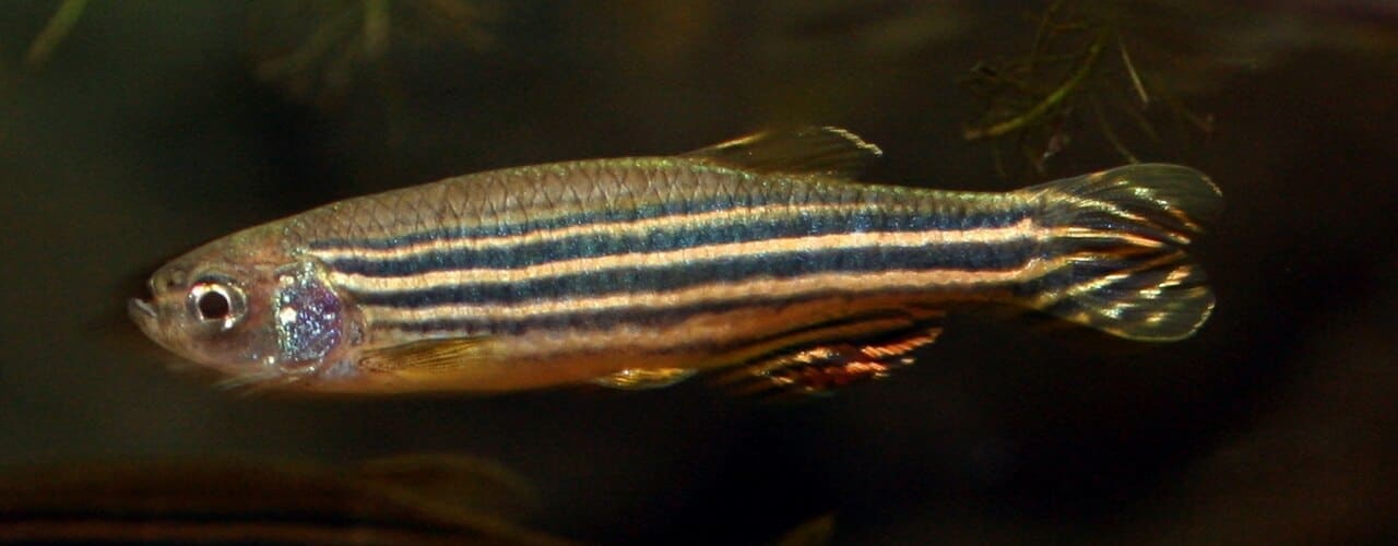 Zebra Danio — Danio rerio